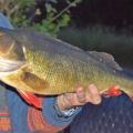 Perche de 51 cm