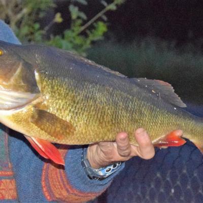 Perche de 51 cm